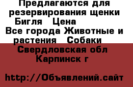 Предлагаются для резервирования щенки Бигля › Цена ­ 40 000 - Все города Животные и растения » Собаки   . Свердловская обл.,Карпинск г.